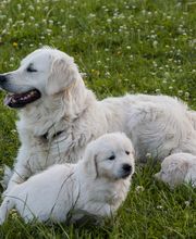 Ivys Paradise Bild 3