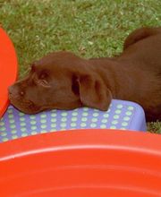 Die Schule der Labradorfreunde Bild 6