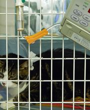 Tierklinik Obergrund AG Bild 12