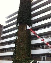 Efeu entfernen mit Arbeitsbühne
