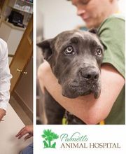 Palmetto Animal Hospital image 1