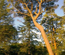 Arbor Elag image 17