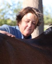 Pferdeheilwissen Bild 3