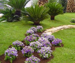 373345--jardineria-casanova-flores-en-un-jardin.jpg