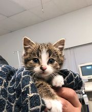 Rockhill Pet Clinic image 5