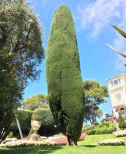 Danielou Elagage image 9