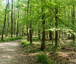Die Wege im FriedWald Meroder Wald sind sehr gut begehbar.