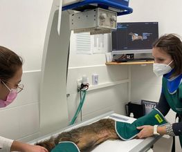 Riviera Vet image 11