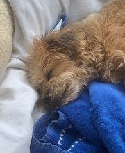 Hundebetreuung Oldies but Goldies Bild 17