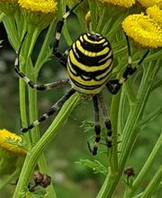 Bolz Gartenbau GmbH Bild 4