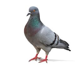 Schäbek Schädlingsbekämpfung Bild 3