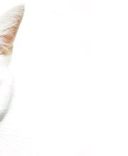 Tierarztpraxis Marc-Niklas Klingberg Bild 9