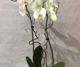Fleuristic image 10