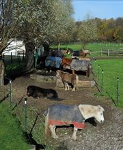 Ergo- & Reittherapie Junker Jutta Bild 2