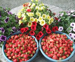 Du Potager Fleuri GAEC image 14