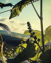 Champagne André Diligent et Fils image 8