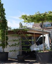 Ledergerber Gartenpflege AG Bild 1