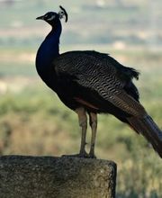 Château Coujan image 1