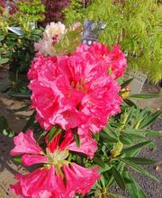 Hanriot Fleurs image 7