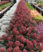 Blumen Joos GmbH Bild 6