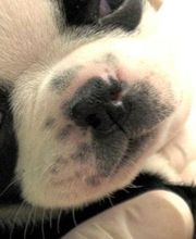 Clínica Veterinaria Villaluenga imagen 1