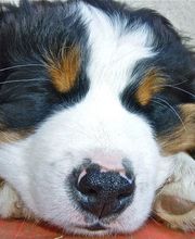 Tierklinik Rhenus AG Bild 11