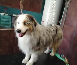 Doggy Chou image 17