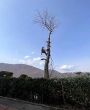 Carlo Bagutti Giardiniere Bild 8