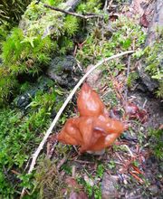 B Bois Forêts image 12