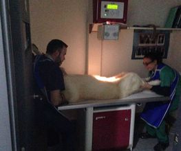 Kukume centro veterinario imagen 16