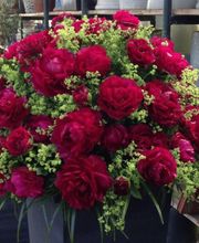 Blumen P. Gätzi Bild 9