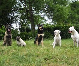 Chiens Zen image 13