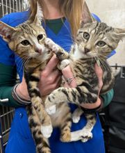 Lincoln Avenue Cat & Dog Hospital image 10
