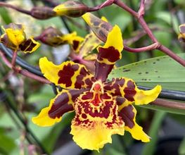 Orchidable di Andrea Martina Bild 8