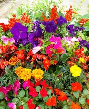 Marty Fleurs image 12