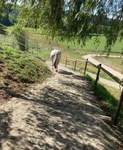 Aktivstall Dirnberg Bild 4