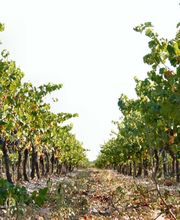 Domaine Martin image 14