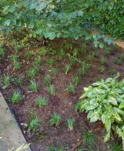 TICINO SPECIAL GARDEN SAGL Bild 12