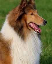 Collies vom Kaninchenhof Bild 5