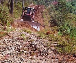 reforestacion-01.jpg
