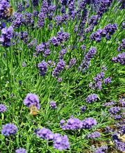 Pius Gloggner Gartenbau AG Bild 2