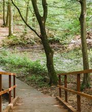 Ein kleiner Teich im FriedWald Kalletal.