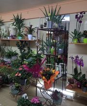 Osiris Fleurs image 5