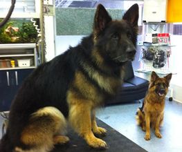 Hundesalon Adonis GmbH Bild 3