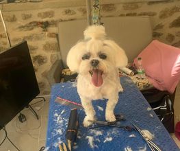 Domidogs image 4