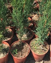 Jardinería Son Servera imagen 4