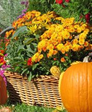 Agence Yellow image 3