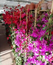 Gallery Professionale