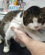 centro veterinario azuqueca imagen 14