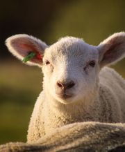 Normande Avicole image 4